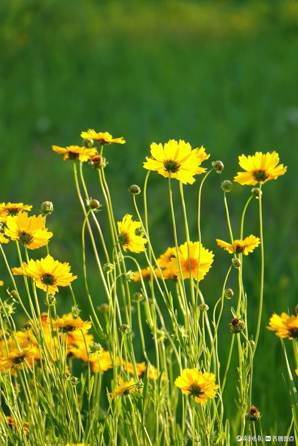 行摄华山——大花金鸡菊，昂扬的姿态面对骄阳
