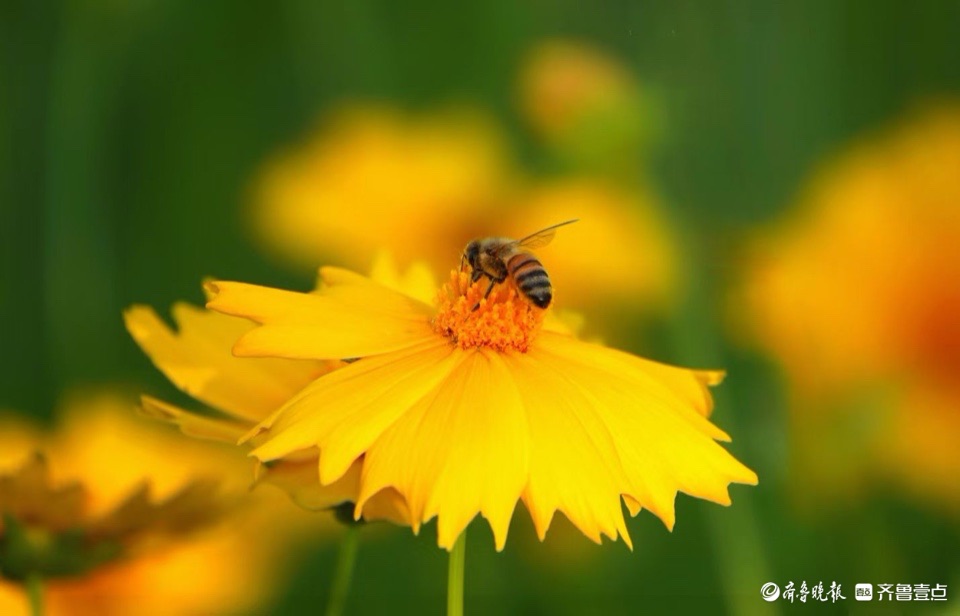 行摄华山——大花金鸡菊，昂扬的姿态面对骄阳
