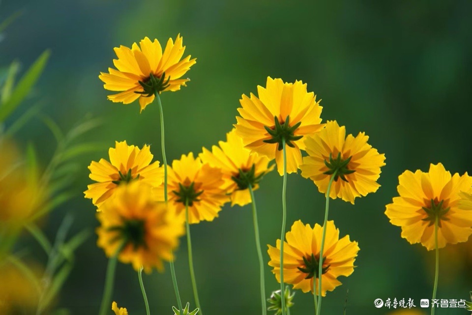 行摄华山——大花金鸡菊，昂扬的姿态面对骄阳