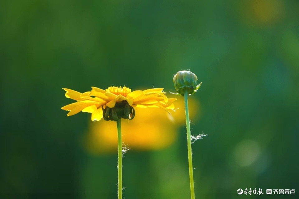 行摄华山——大花金鸡菊，昂扬的姿态面对骄阳