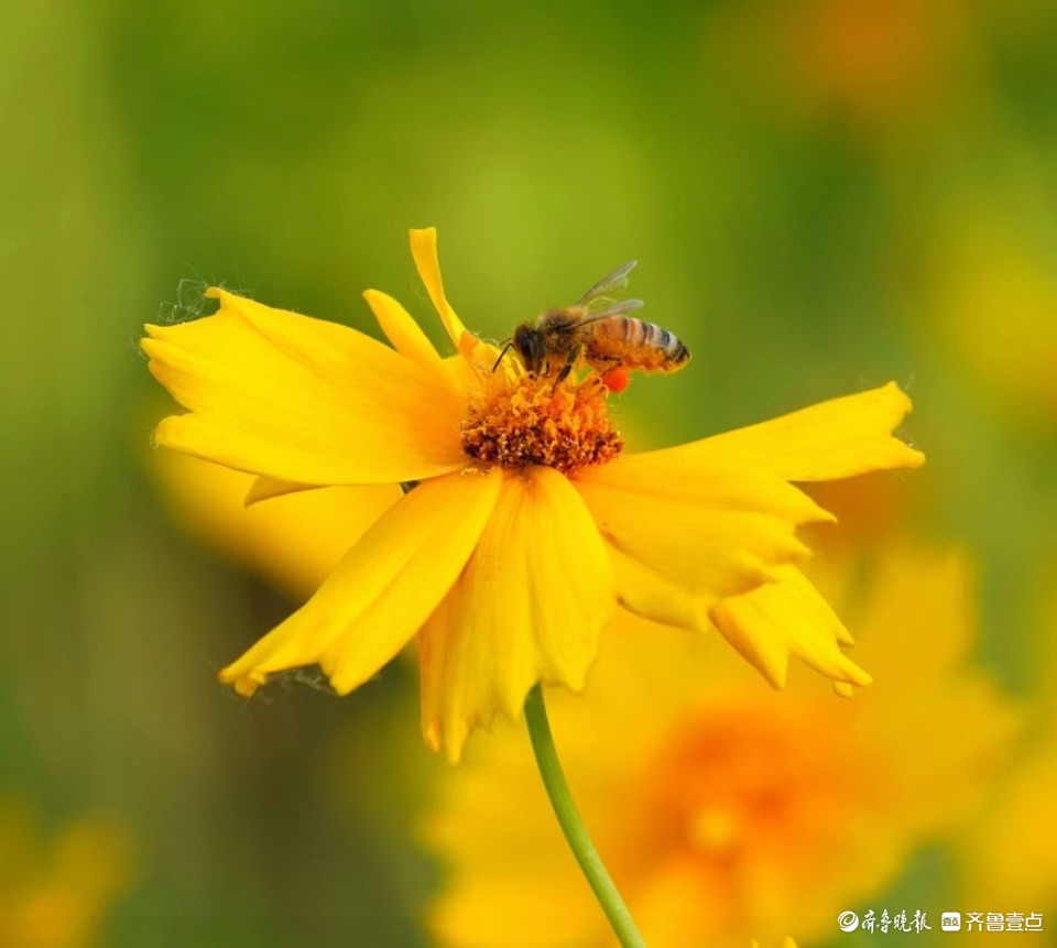 行摄华山——大花金鸡菊，昂扬的姿态面对骄阳