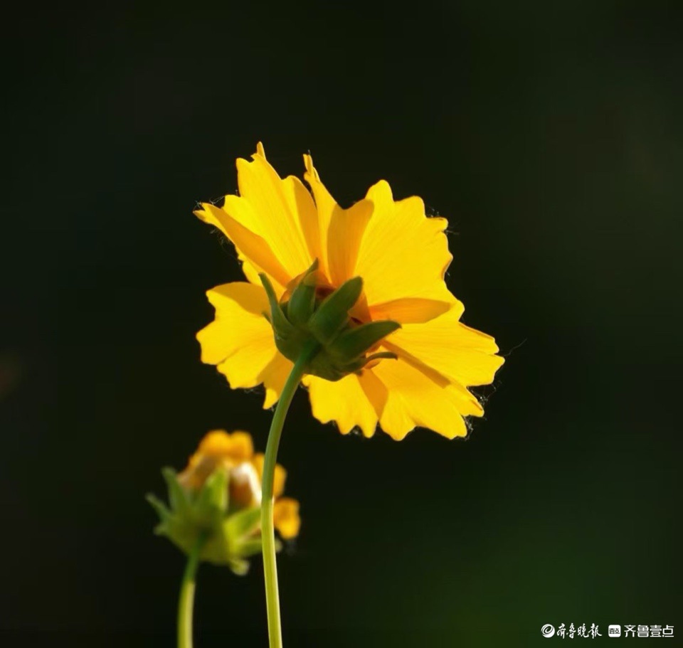 行摄华山——大花金鸡菊，昂扬的姿态面对骄阳