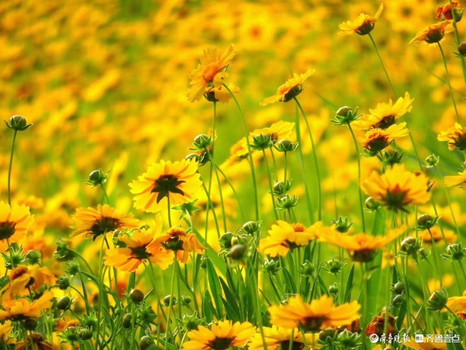 行摄华山——大花金鸡菊，昂扬的姿态面对骄阳