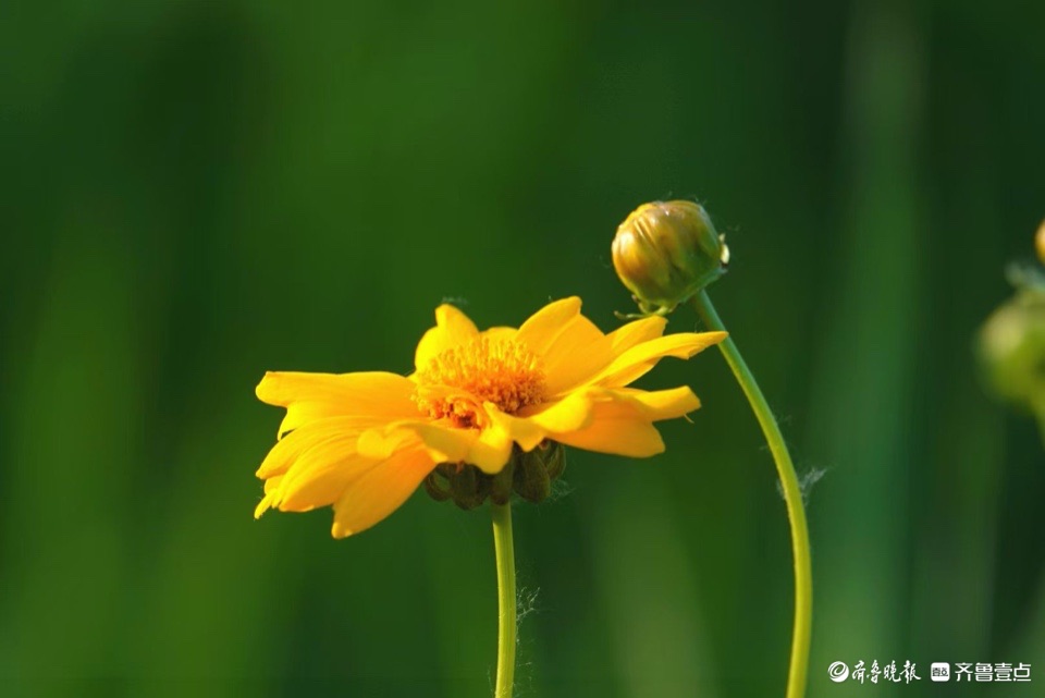 行摄华山——大花金鸡菊，昂扬的姿态面对骄阳