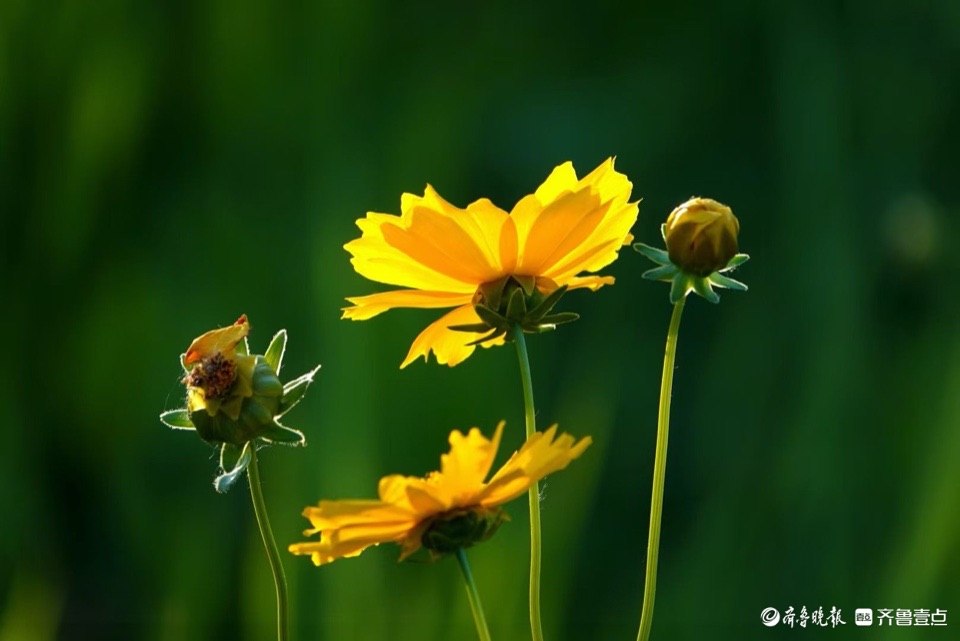 行摄华山——大花金鸡菊，昂扬的姿态面对骄阳