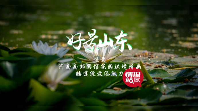 果然视频·好景山东|济南南郊宾馆花园环境清幽，睡莲绽放添魅力