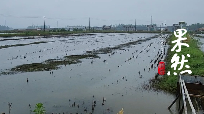 果然视频｜实探滁河水污染，养殖户称正值收获期，龙虾在不断死亡