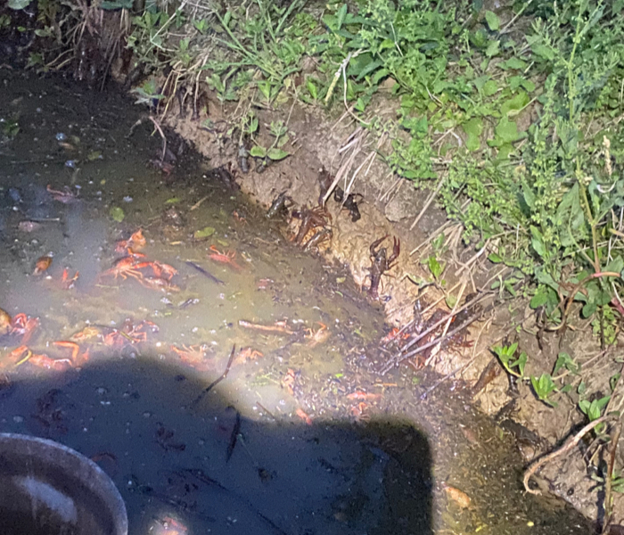 近日，安徽滁河水质污染事件引起高度关注。这次污染事件的原因并不复杂，也并非不可避免。但一些干部在处置过程中心存侥幸、乱作为，造成小事拖大、大事拖炸。过去，多年的综合治理曾使滁河呈现生态风光。这次水污染事件中，“快退休”“没必要”“不清楚”，又是如何让滁河多年治理成果付诸东流？齐鲁晚报·齐鲁壹点记者来到滁河全椒县境内荒草圩至襄河口闸段进行实地探访。