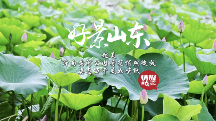 果然视频·好景山东|济南黄河公园荷花绽放，姿态万千美如壁纸！