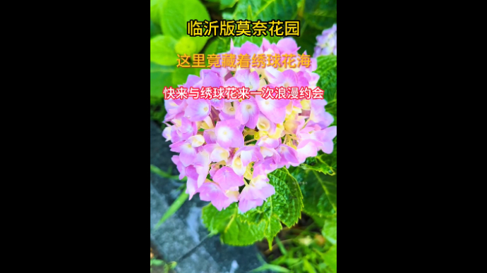 沂视频|临沂正直公园绣球花开了，快来打卡吧！