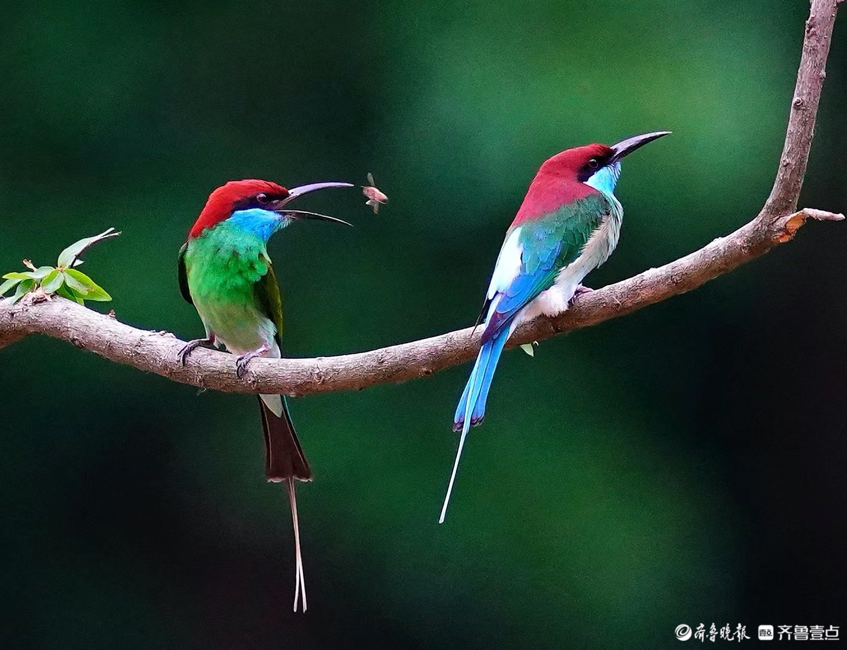 湖北黄冈红安县七里坪镇,小蜜蜂勇闯蓝喉峰虎的"虎"口
