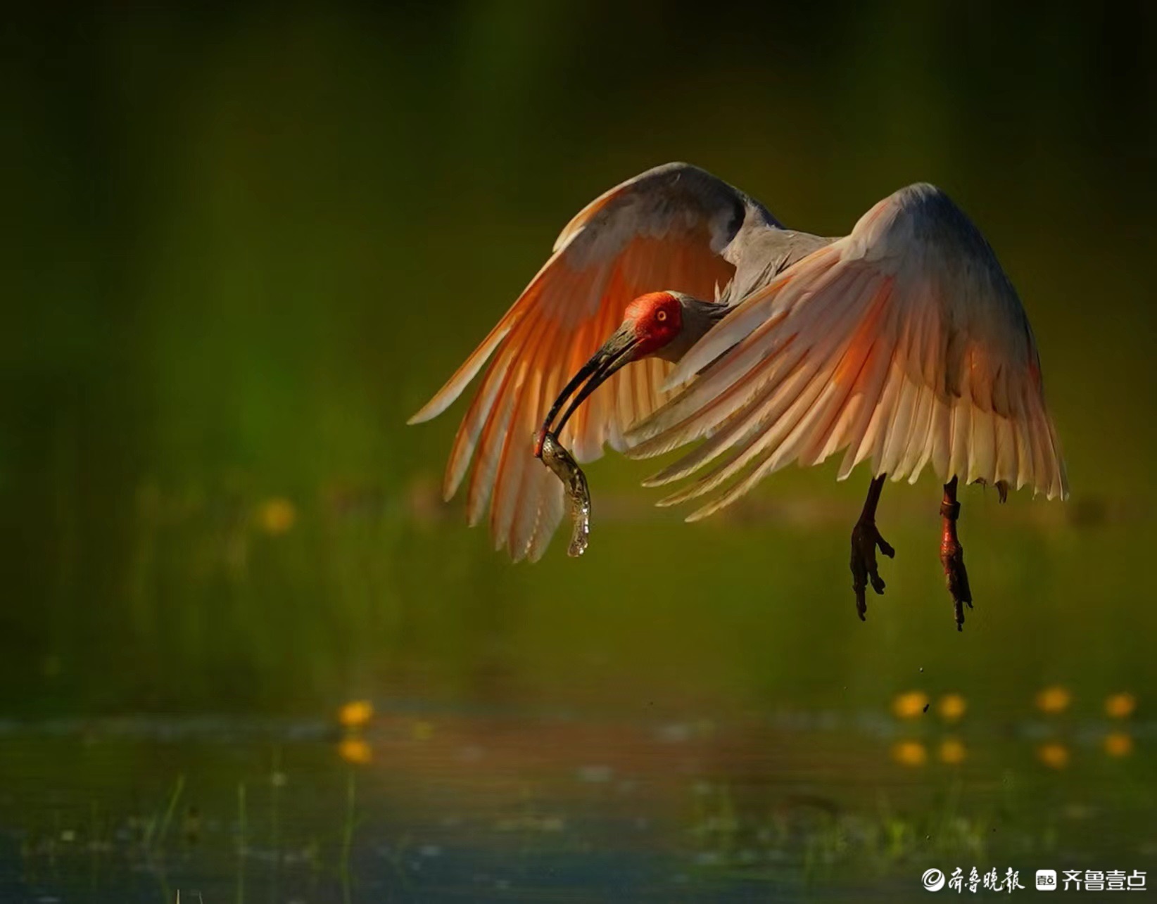 信阳朱鹮自然保护区图片