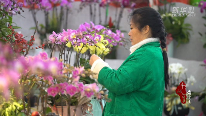 千城百县看中国｜山东巨野：元宵佳节鲜花俏