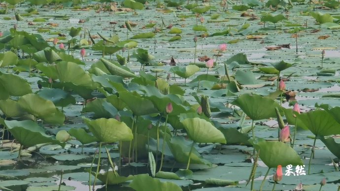 果然视频|炎炎夏日，济南华山湖大片荷花开放