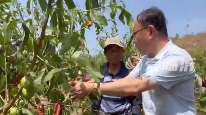 沂视频|蒙阴农技人员现场教学，“五步工作法”减少果农损失