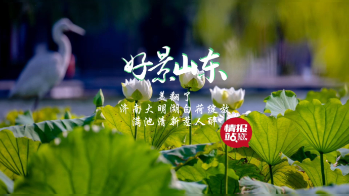 好景山东·明湖赛荷|美翻！济南大明湖白荷绽放，满池清新惹人醉