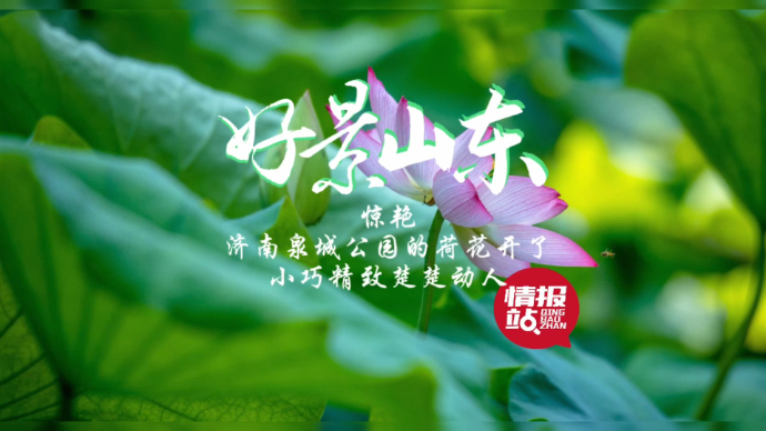 好景山东·明湖赛荷|惊艳！泉城公园荷花开了，小巧精致楚楚动人