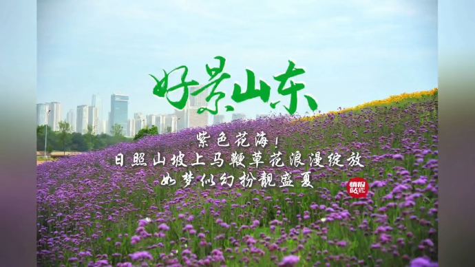 果然视频·好景山东|紫色花海！日照马鞭草花浪漫绽放扮靓盛夏