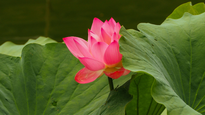 果然视频|盛夏明湖畔，荷花摇曳生姿，迷住无数游客