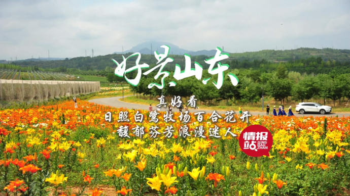 果然视频·好景山东|日照白鹭牧场百合花开，馥郁芬芳浪漫迷人