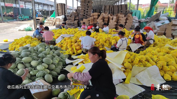 果然视频|高温下的瓜农：待到果实成熟季，不畏酷暑换来甜