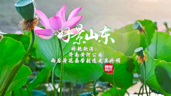 果然视频·好景山东|济南黄河公园，雨后荷花晶莹剔透更显娇媚！