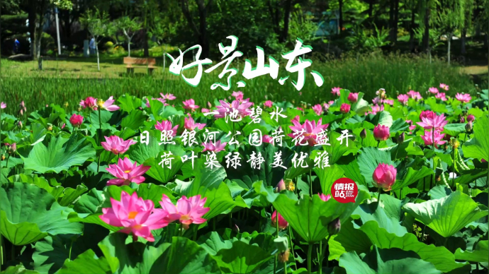 果然视频·好景山东|日照银河公园荷花盛开，荷叶染绿静美优雅