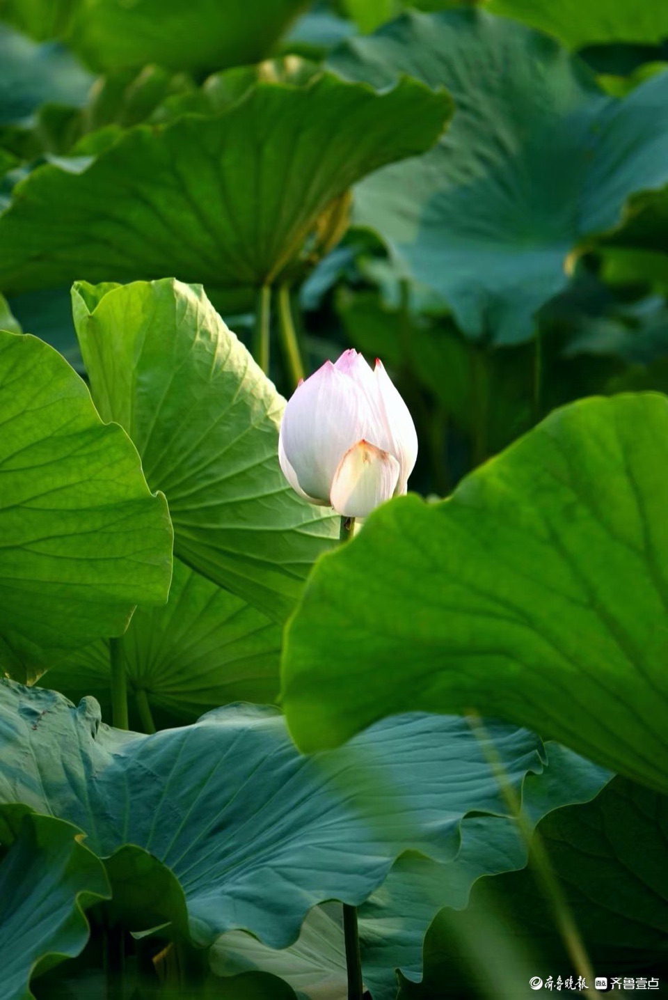 行摄华山——青荷盖绿水，芙蓉披红鲜