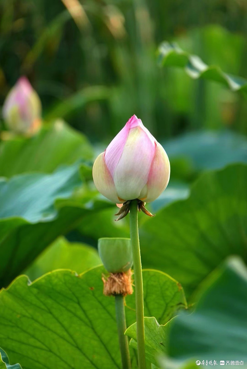 行摄华山——青荷盖绿水，芙蓉披红鲜