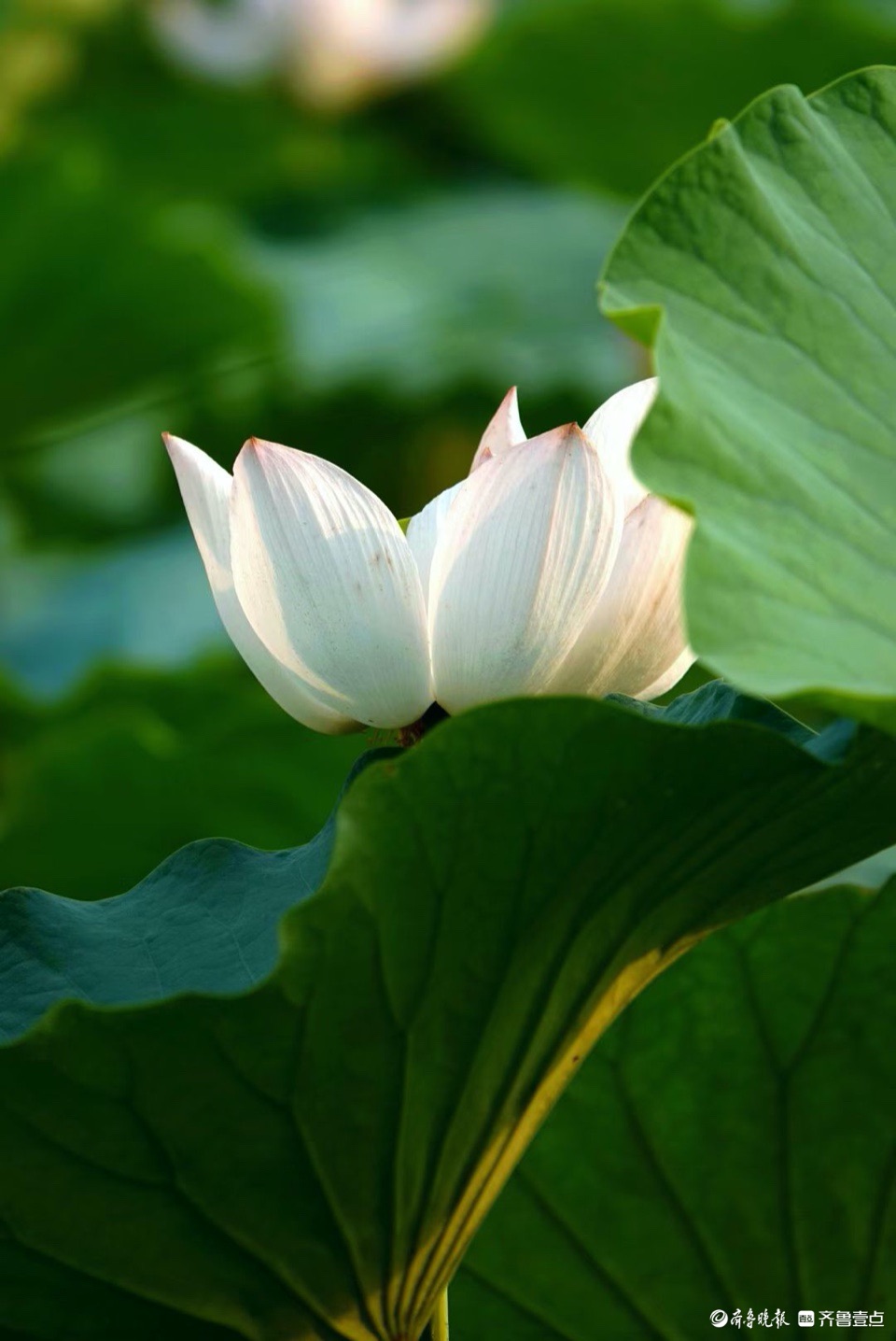 行摄华山——青荷盖绿水，芙蓉披红鲜