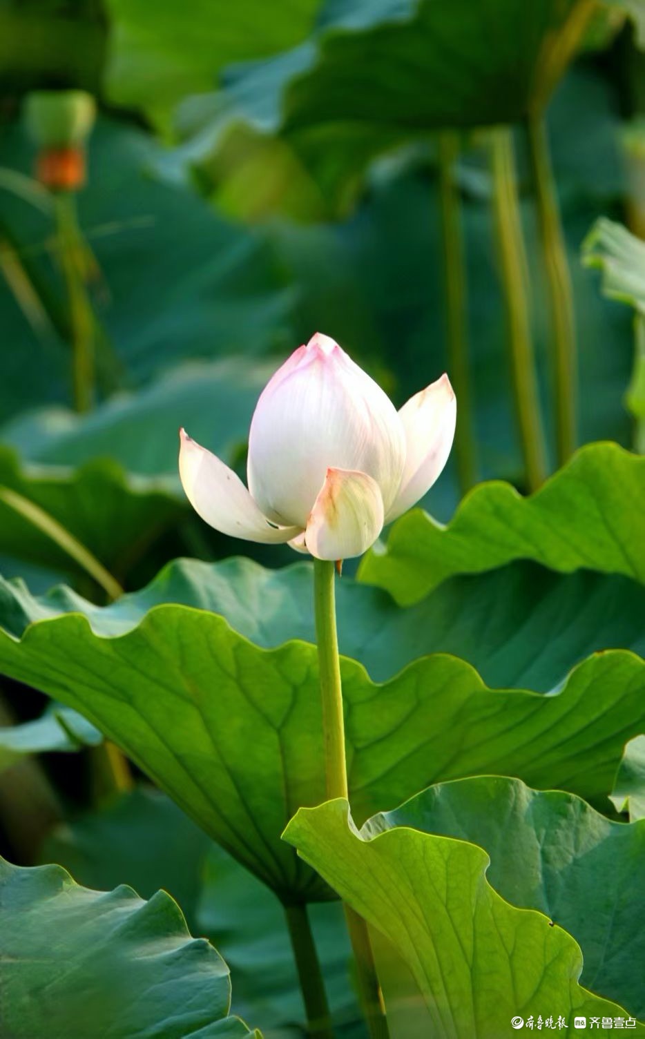 行摄华山——青荷盖绿水，芙蓉披红鲜