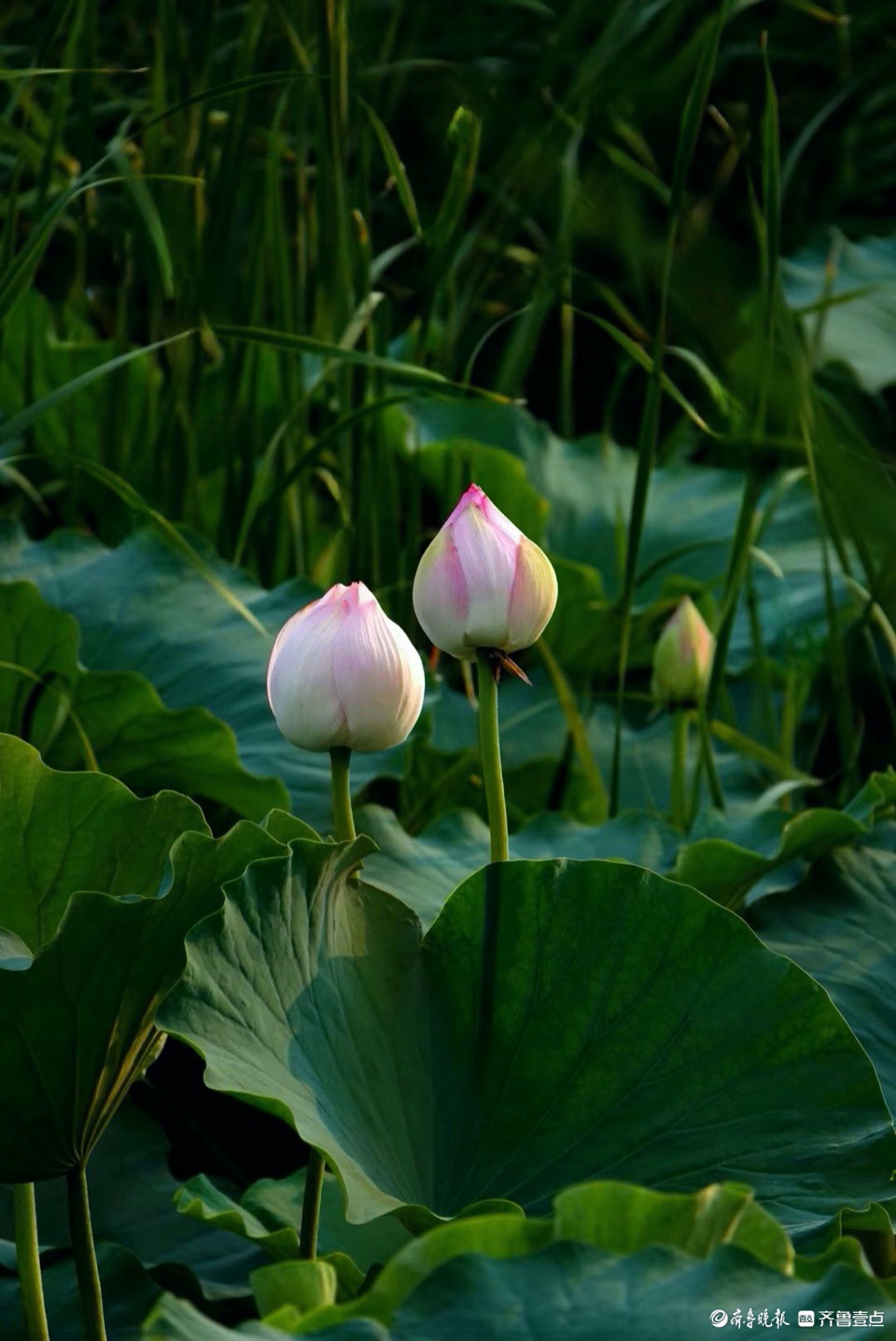 行摄华山——青荷盖绿水，芙蓉披红鲜