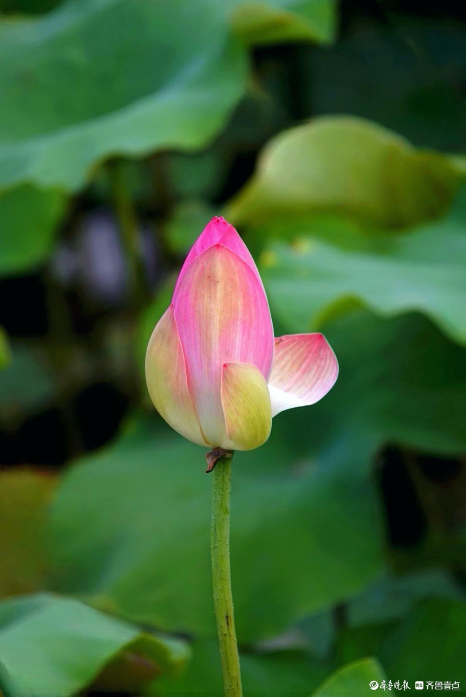 行摄华山——青荷盖绿水，芙蓉披红鲜