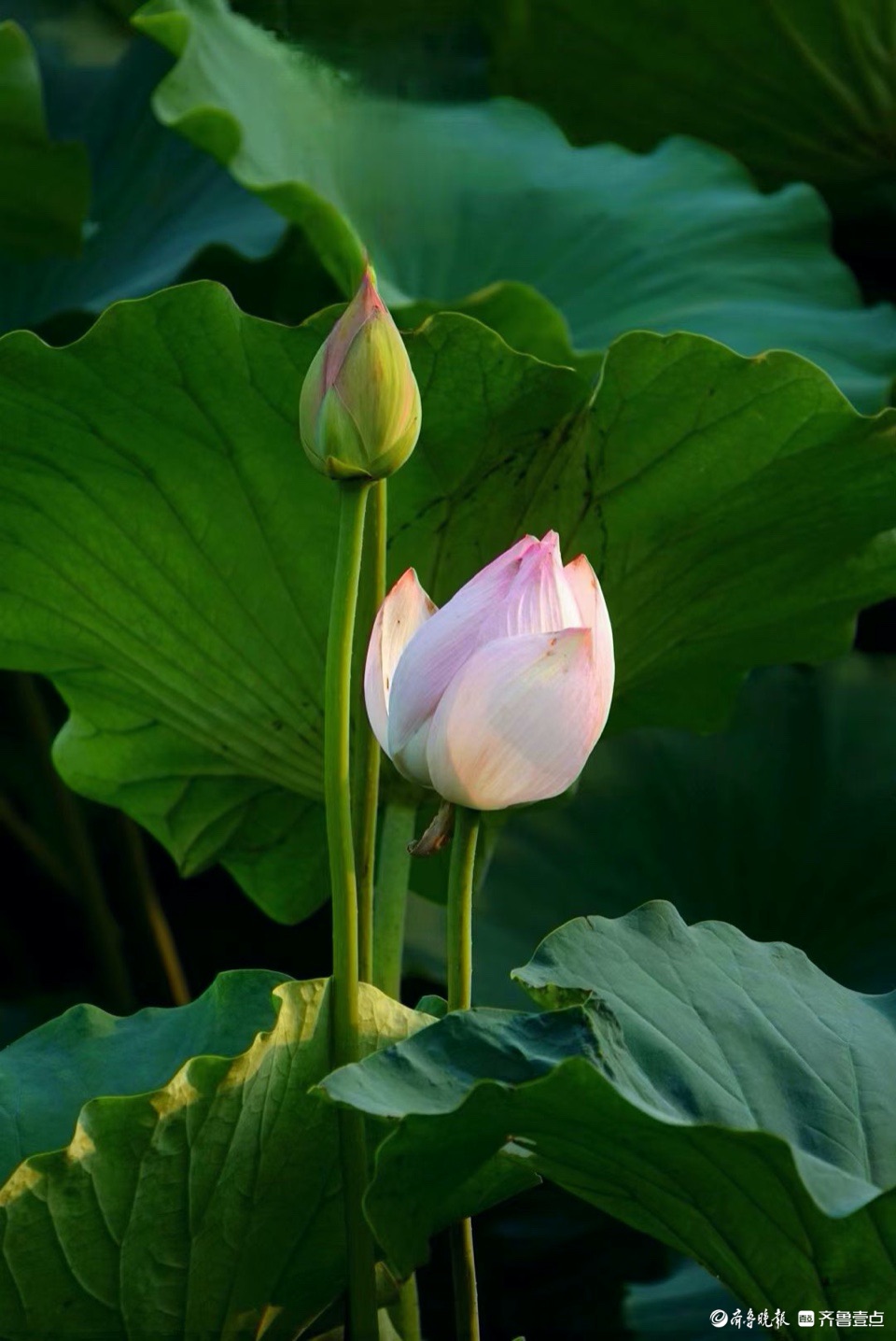 行摄华山——青荷盖绿水，芙蓉披红鲜