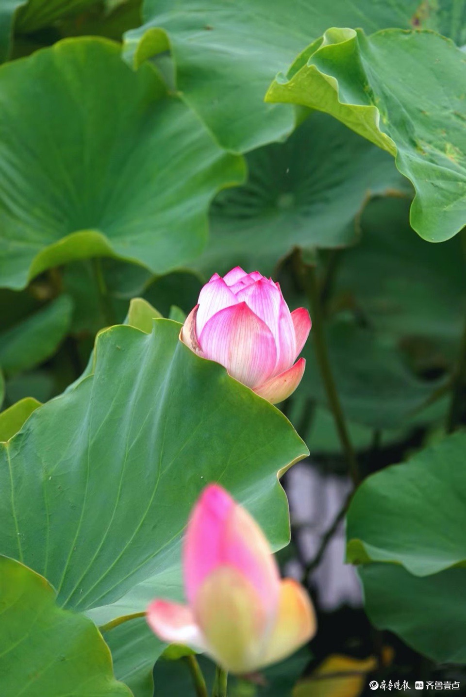 行摄华山——青荷盖绿水，芙蓉披红鲜