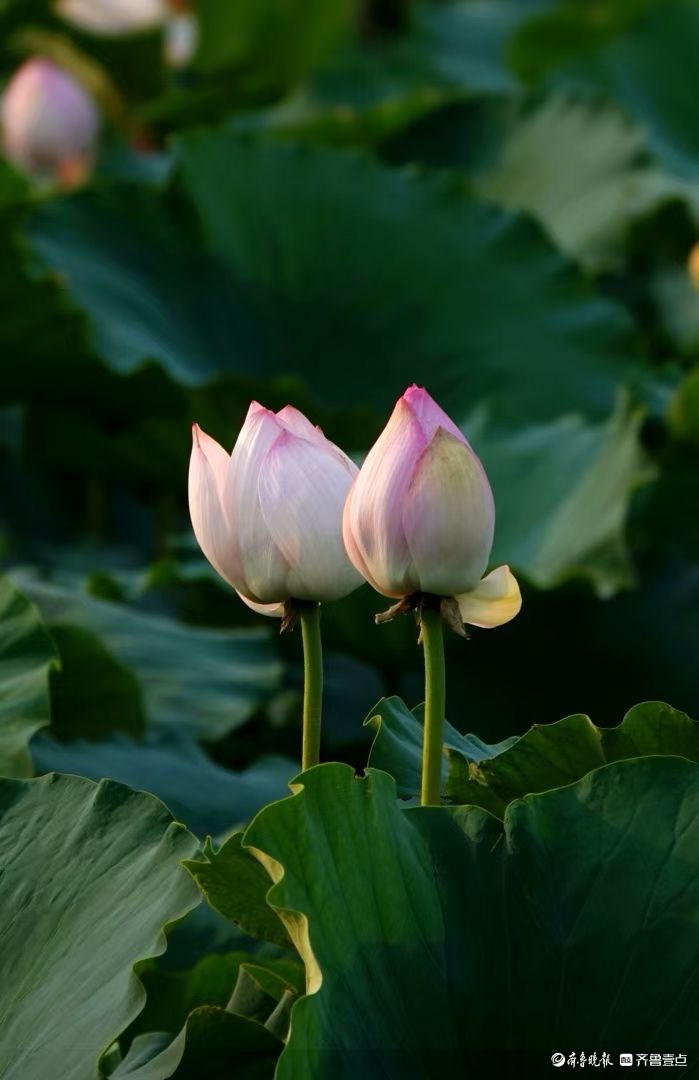 行摄华山——青荷盖绿水，芙蓉披红鲜