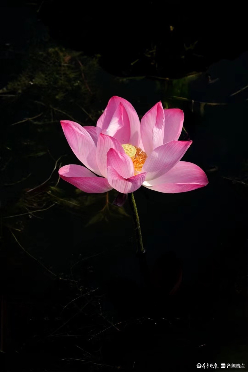 行摄华山——红粉靓梳妆，翠盖低风雨