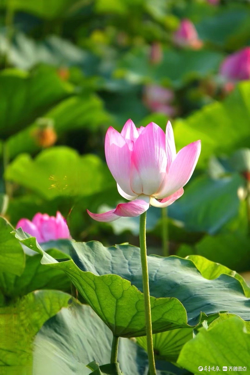行摄华山——红粉靓梳妆，翠盖低风雨