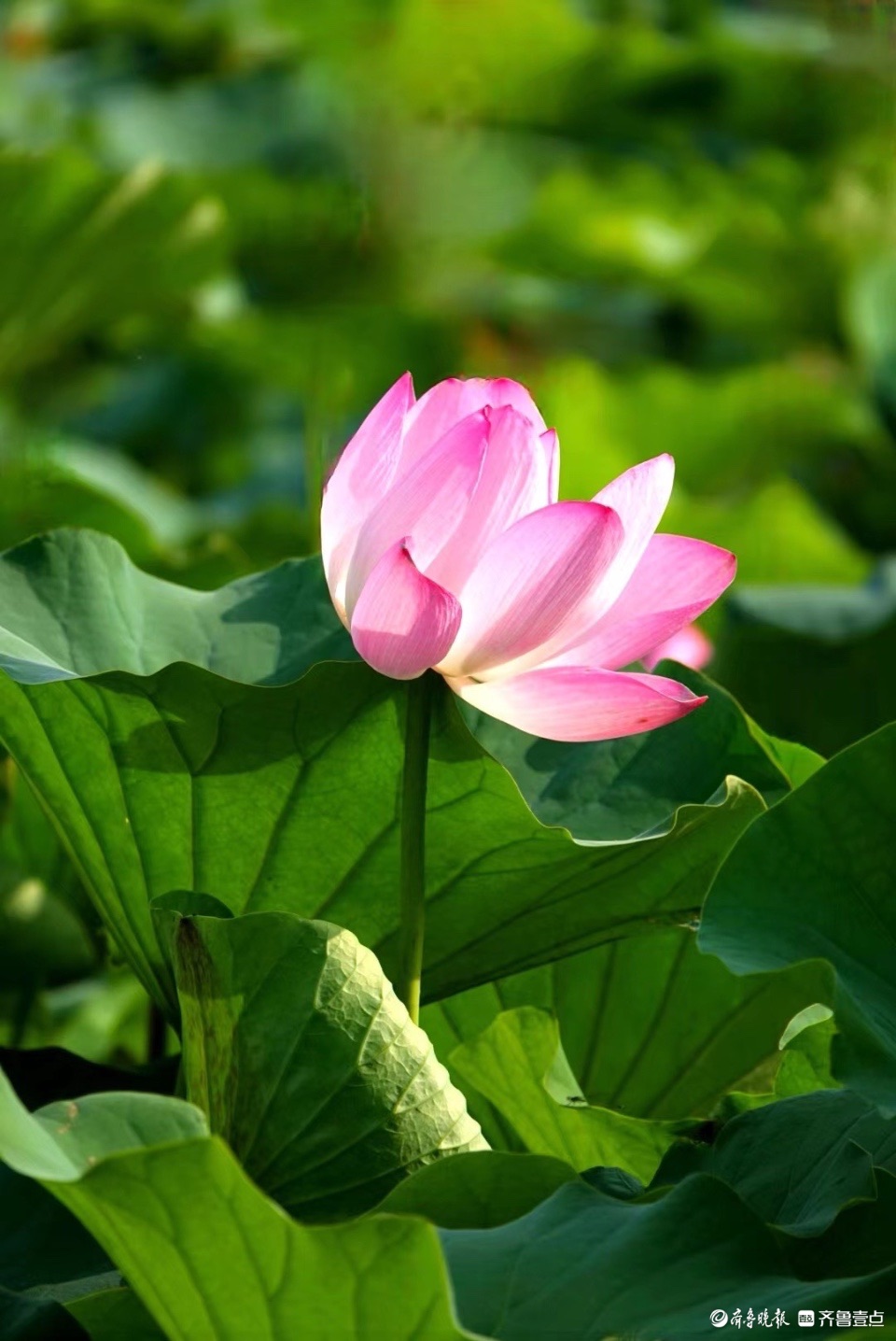 行摄华山——红粉靓梳妆，翠盖低风雨
