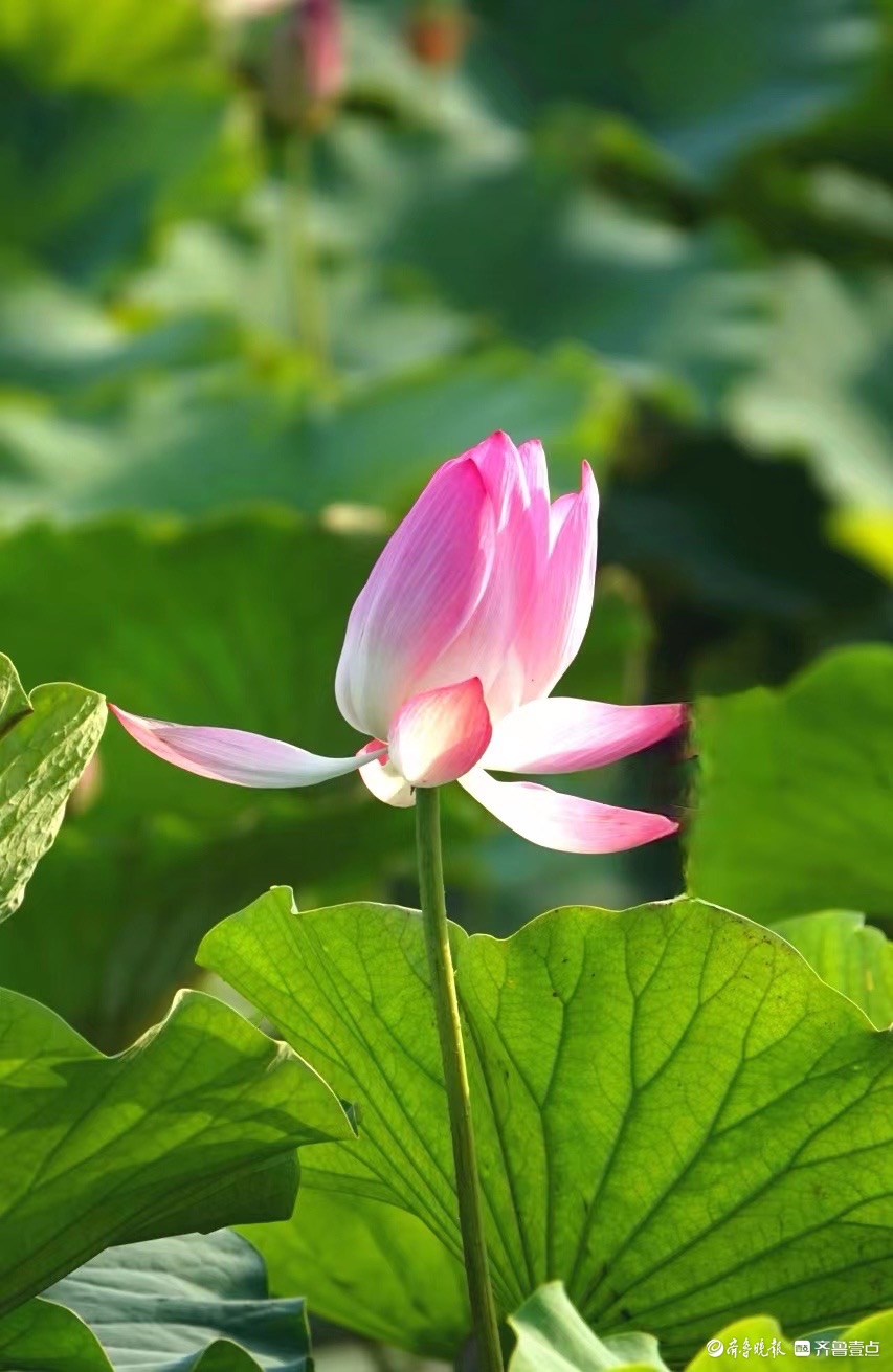 行摄华山——红粉靓梳妆，翠盖低风雨