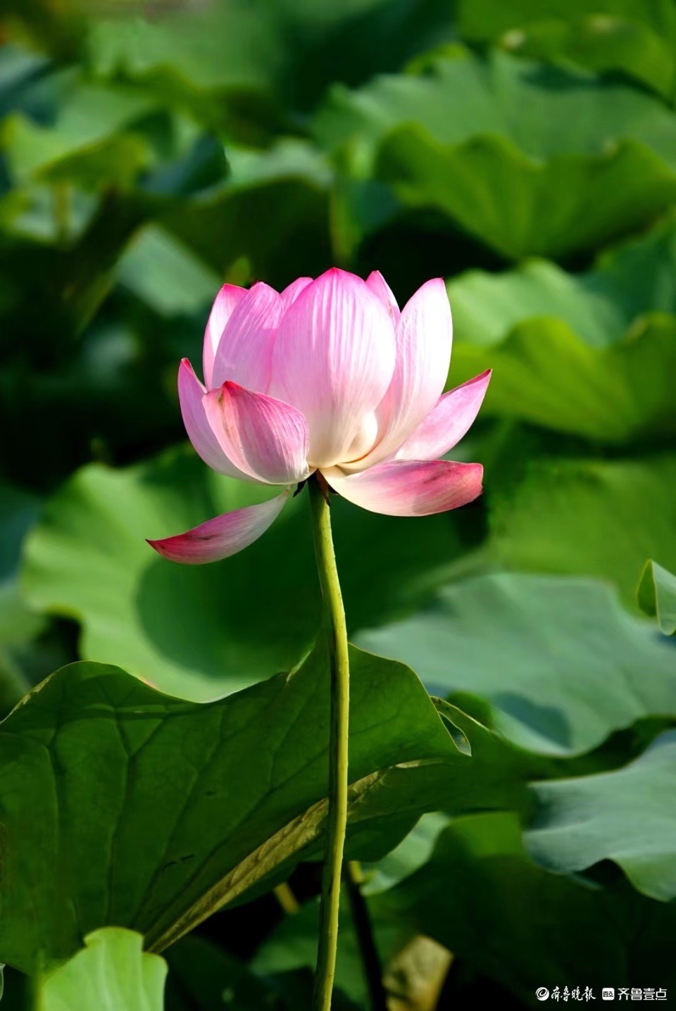 行摄华山——红粉靓梳妆，翠盖低风雨