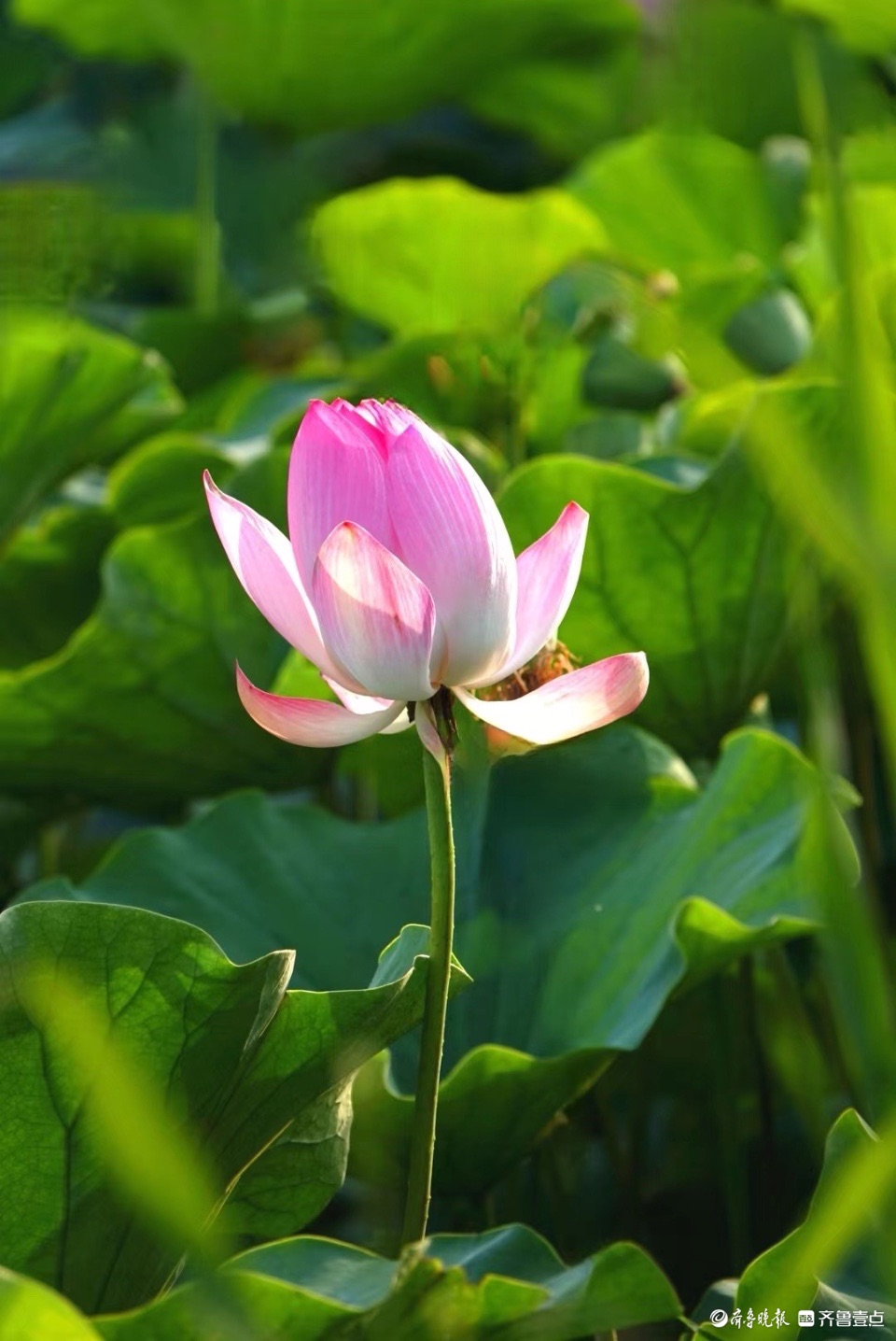 行摄华山——红粉靓梳妆，翠盖低风雨