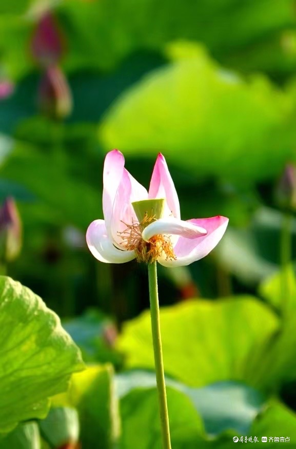 行摄华山——红粉靓梳妆，翠盖低风雨