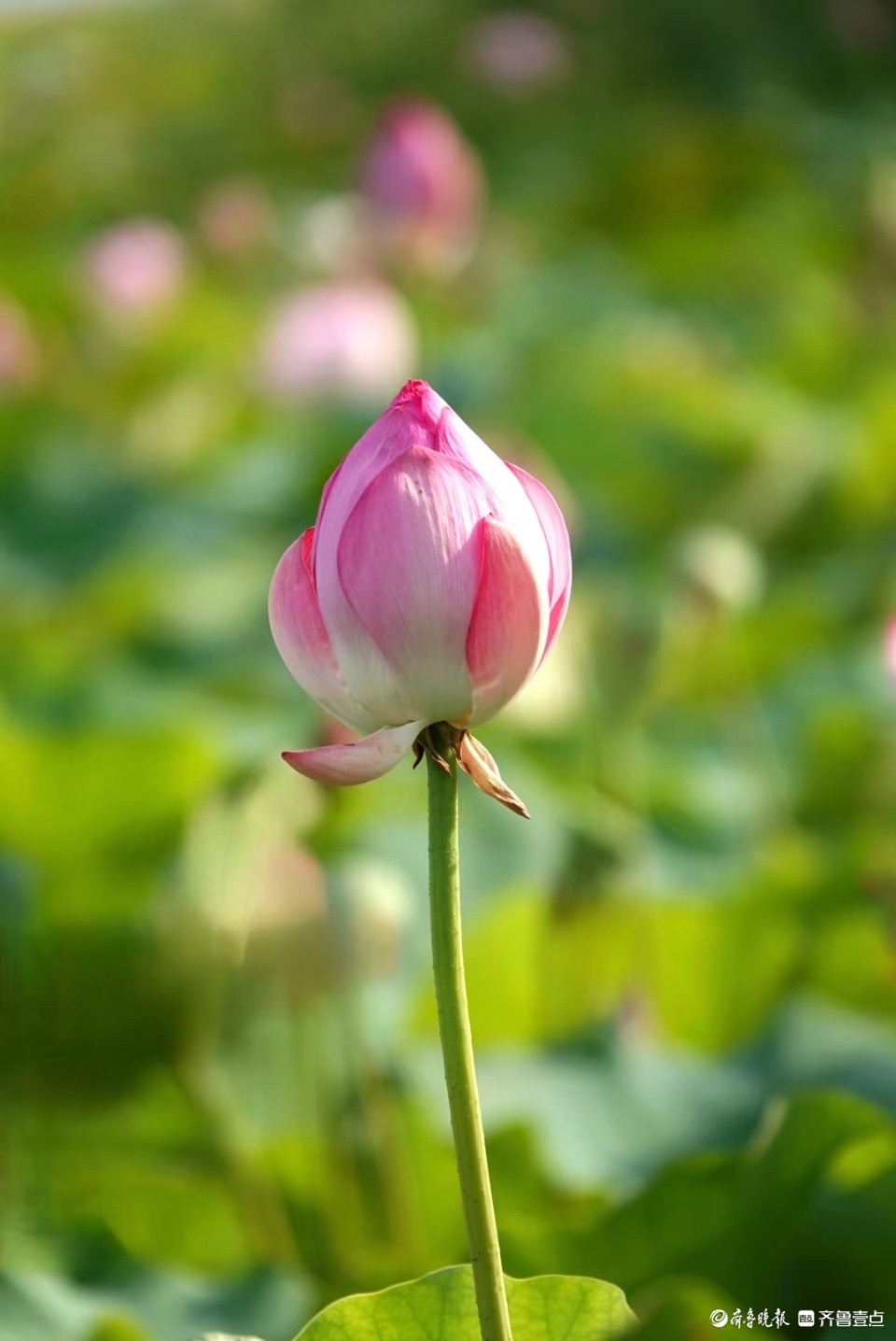 行摄华山——红粉靓梳妆，翠盖低风雨