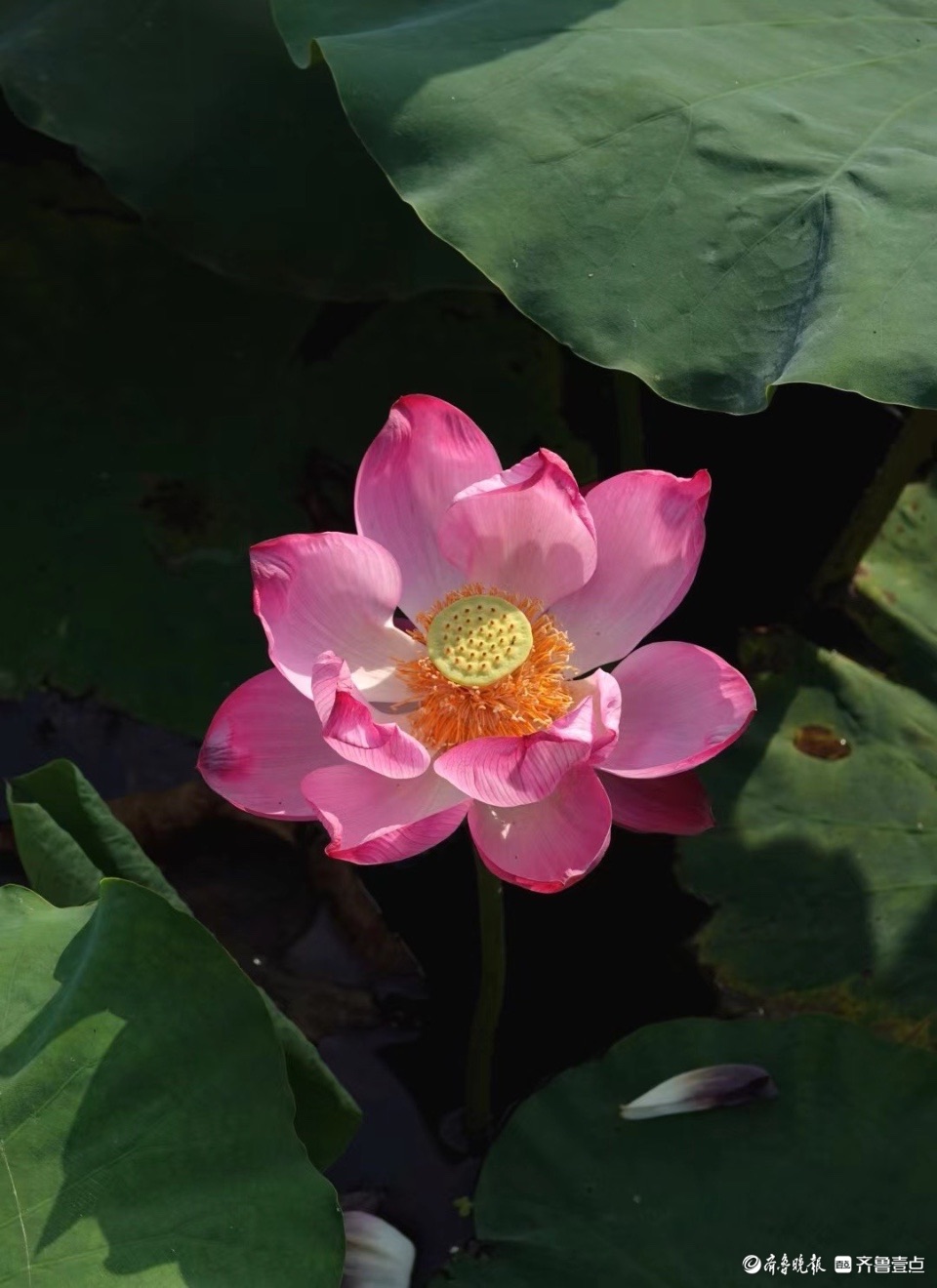 行摄华山——红粉靓梳妆，翠盖低风雨