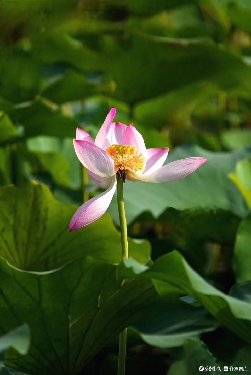 行摄华山——红粉靓梳妆，翠盖低风雨