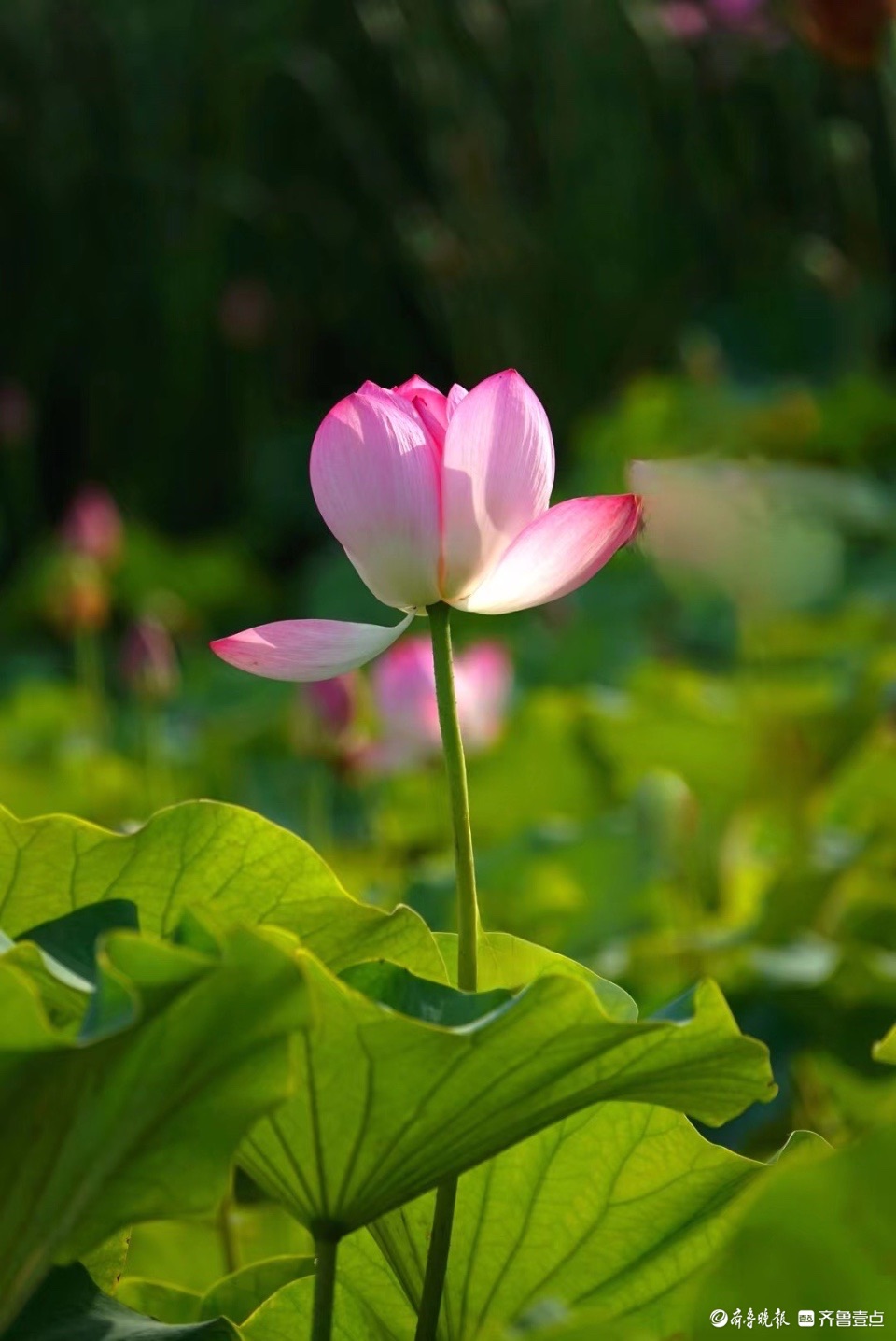 行摄华山——红粉靓梳妆，翠盖低风雨