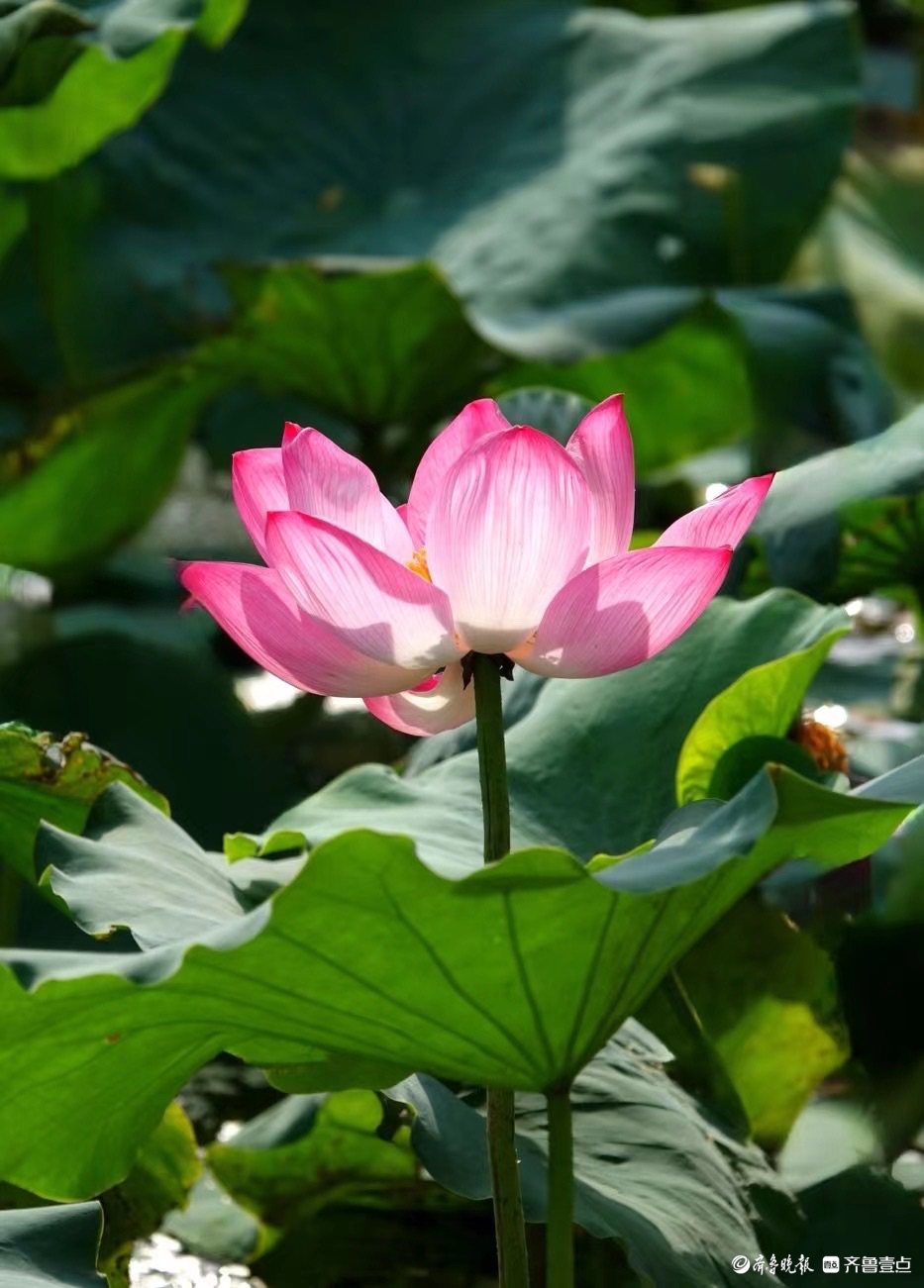 行摄华山——红粉靓梳妆，翠盖低风雨