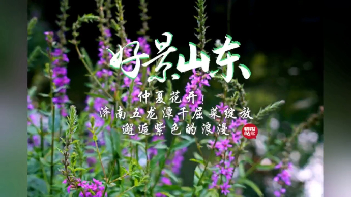 果然视频·好景山东|仲夏花开！济南五龙潭千屈菜水边浪漫绽放