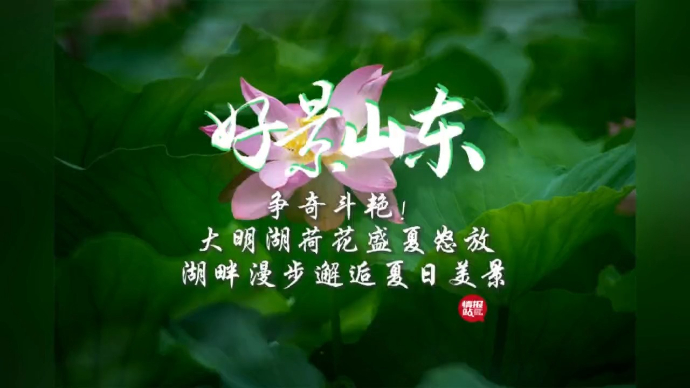 好景山东·明湖赛荷|邂逅夏日美景！大明湖荷花盛夏怒放争奇斗艳